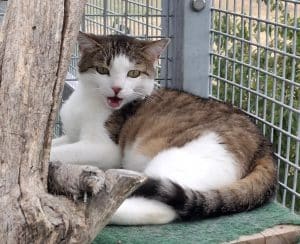 Katzenvermittlung, Erwachsene Katzen, Giulia
