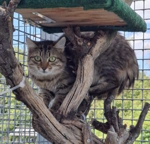 Katzenvermittlung, Erwachsene Katzen, Holly
