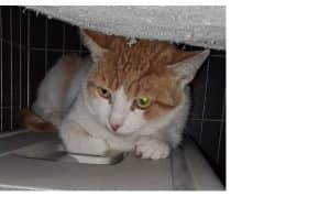 Katzenvermittlung, Erwachsene Katzen, Paul