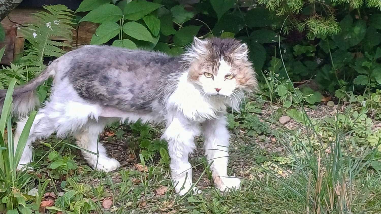 Fundkater Alois aus Aichach in seinem neuen Zuhause