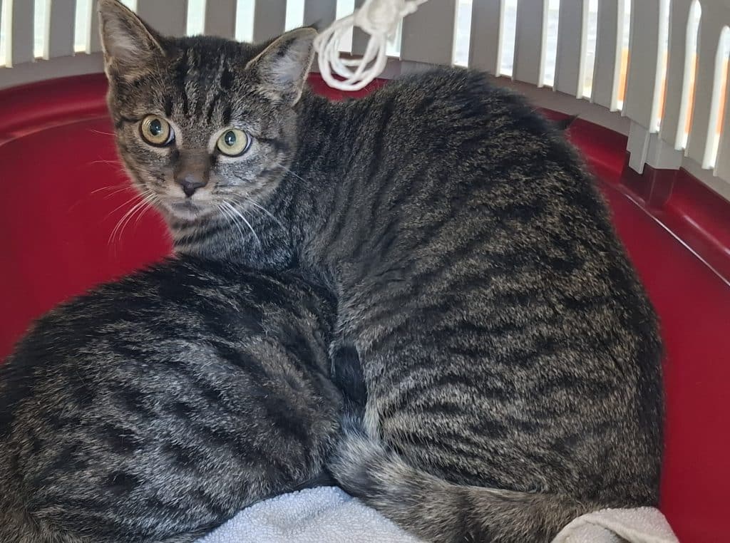 Katzenvermittlung, Erwachsene Katzen, Dana