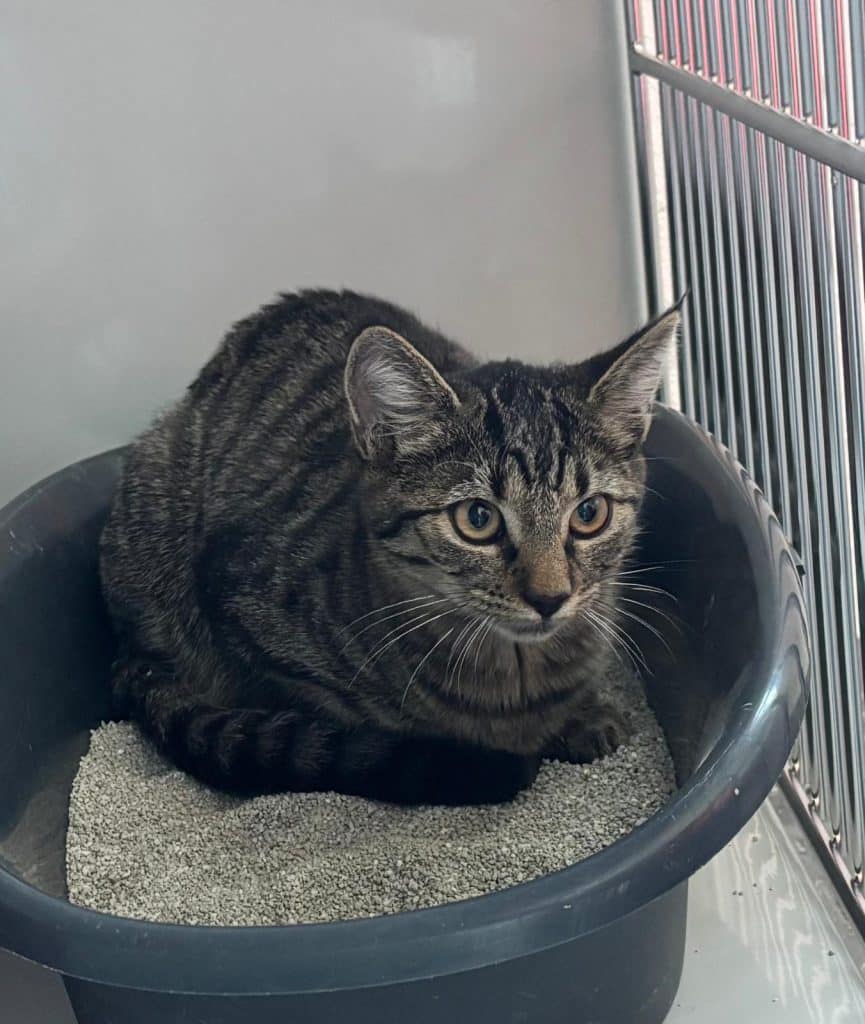 Katzenvermittlung, Erwachsene Katzen, Duna
