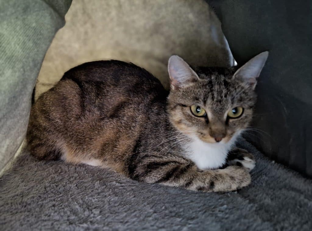 Katzenvermittlung, Erwachsene Katzen, Galinda